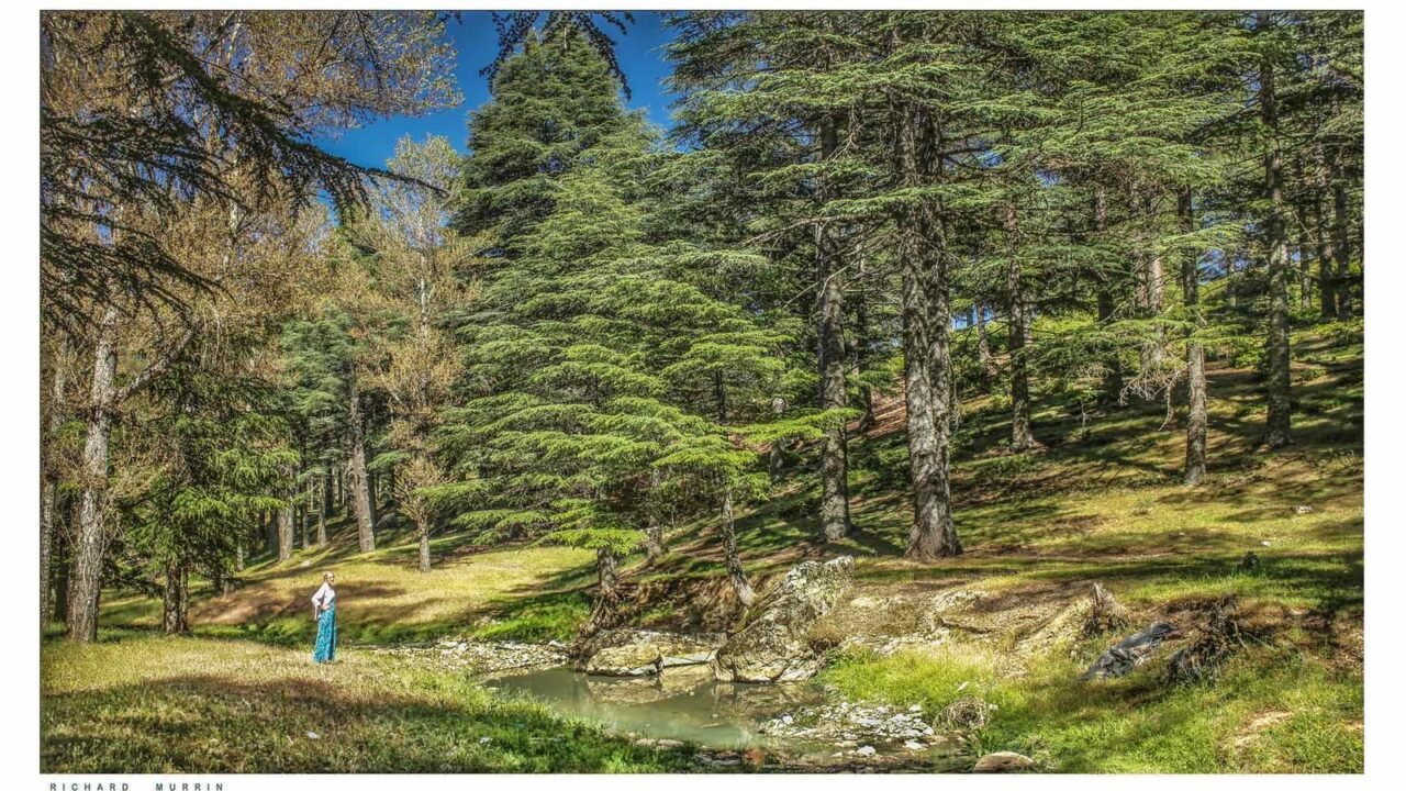 Kiefernwald bei Bab Berred in der Provinz Chefchaouen