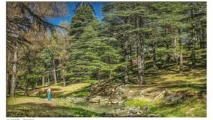 Kiefernwald bei Bab Berred in der Provinz Chefchaouen