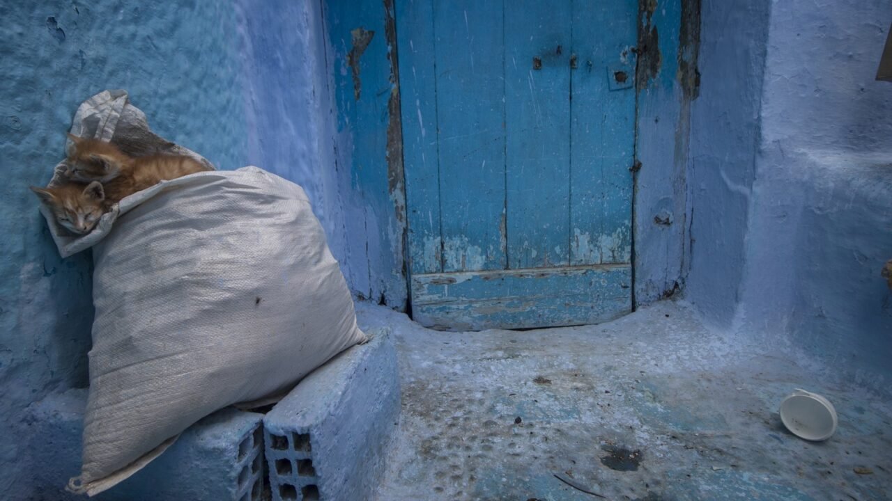 Streunerkatzen in einer Gasse von Chefchaouen