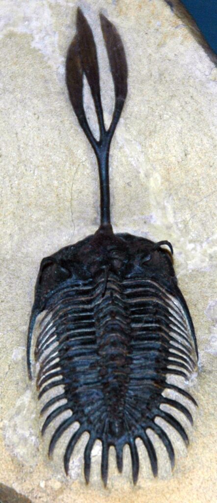 Ein fossiler Trilobit der Art Walliserops trifurcatus aus dem Devon Marokkos