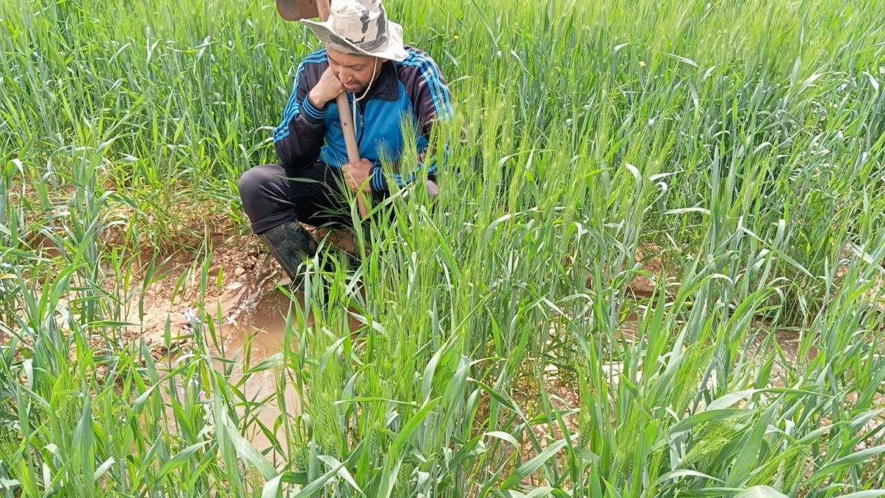 Marokkanischer Landwirt bewässert sein Weizenfeld