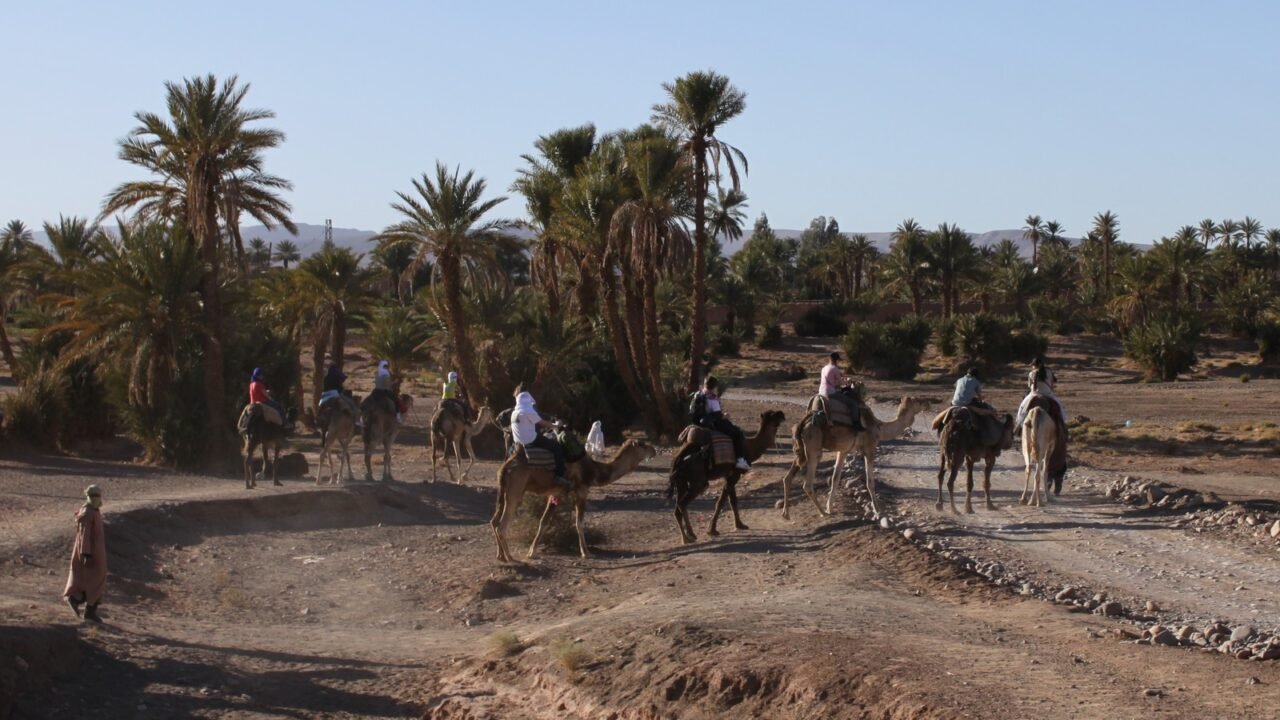 Kamelkarawane in der Palmenoase bei Zagora in Südmarokko