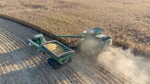 Mähdrescher erntet Mais und verlädt ihn auf einen Getreidewagen (Symbolbild)