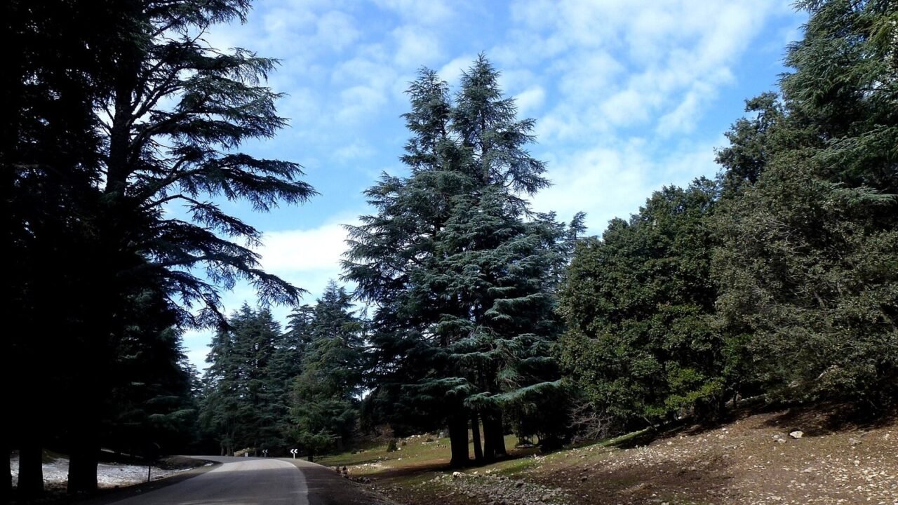 Atlaszedernwald im Mittleren Atlas bei Ifrane in Marokko