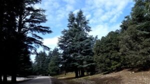 Atlaszedernwald im Mittleren Atlas bei Ifrane in Marokko